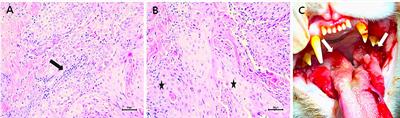 Case report: Allogeneic feline umbilical cord-derived mesenchymal stem cell transplantation for feline oral squamous cell carcinoma